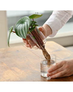 Hario Glass blomstervase